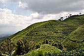 Plantations on steep slopes of the Mount Lawu. 
